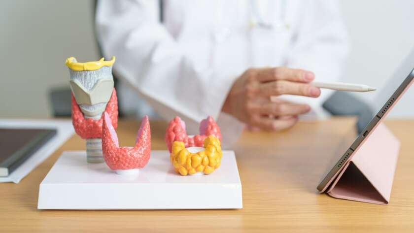 Doctor with human Thyroid anatomy model and tablet.