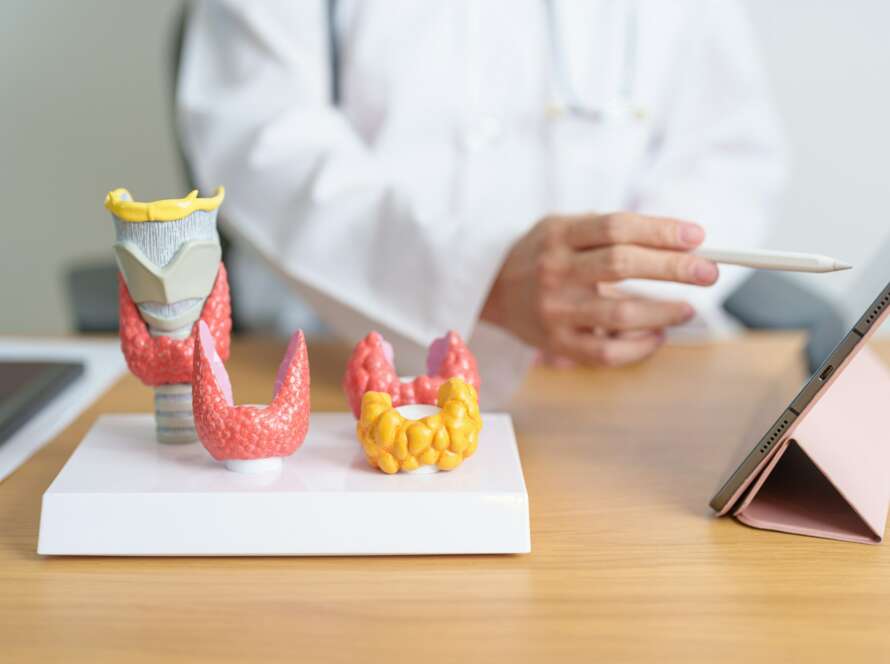 Doctor with human Thyroid anatomy model and tablet.